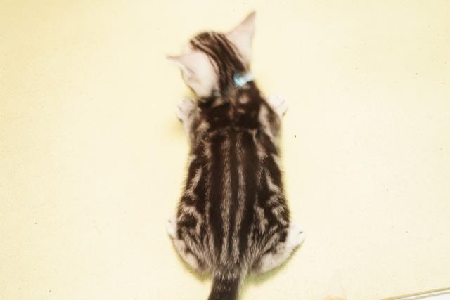 三重県のアメリカンショートヘアー (Coo&RIKU津高茶屋店/2026年2月22日生まれ/男の子/シルバータビー)の子猫の4枚目の画像