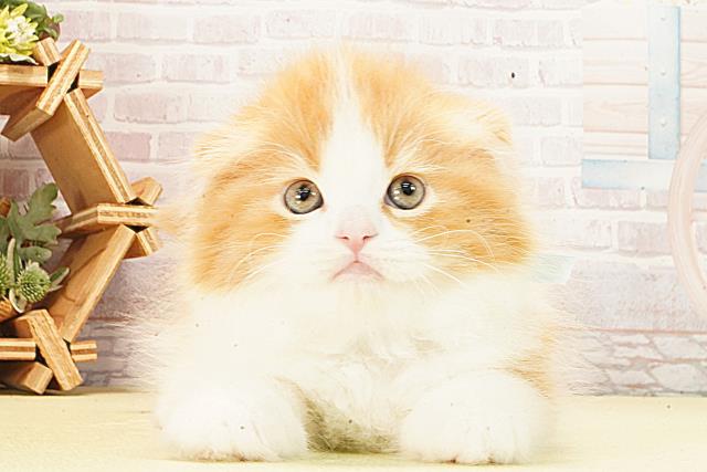 愛知県のスコティッシュフォールド (Coo&RIKU豊田店/2026年2月22日生まれ/男の子/レッドタビーホワイト)の子猫の1枚目の画像