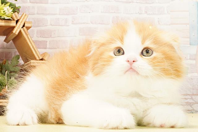 愛知県のスコティッシュフォールド (Coo&RIKU豊田店/2026年2月22日生まれ/男の子/レッドタビーホワイト)の子猫の2枚目の画像