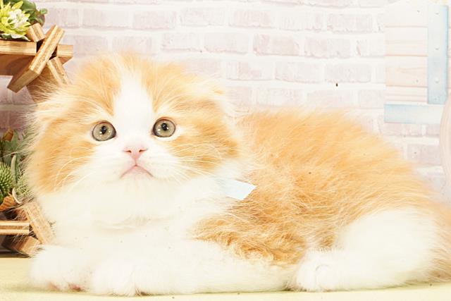 愛知県のスコティッシュフォールド (Coo&RIKU豊田店/2026年2月22日生まれ/男の子/レッドタビーホワイト)の子猫の3枚目の画像