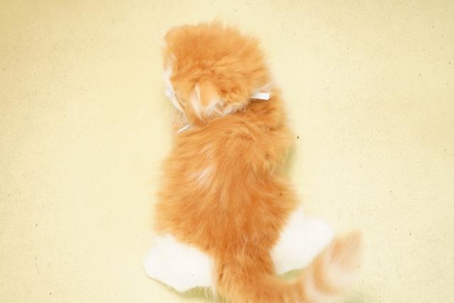 愛知県のスコティッシュフォールド (Coo&RIKU豊田店/2026年2月22日生まれ/男の子/レッドタビーホワイト)の子猫の4枚目の画像