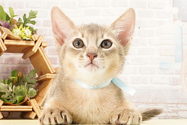愛知県のアビシニアン (Coo&RIKU名古屋みなと店/2026年2月21日生まれ/男の子/ブルー)の子猫の1枚目の画像