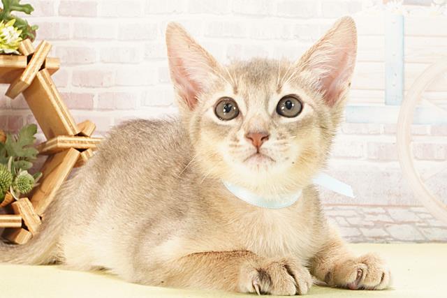 愛知県のアビシニアン (Coo&RIKU名古屋みなと店/2026年2月21日生まれ/男の子/ブルー)の子猫の2枚目の画像