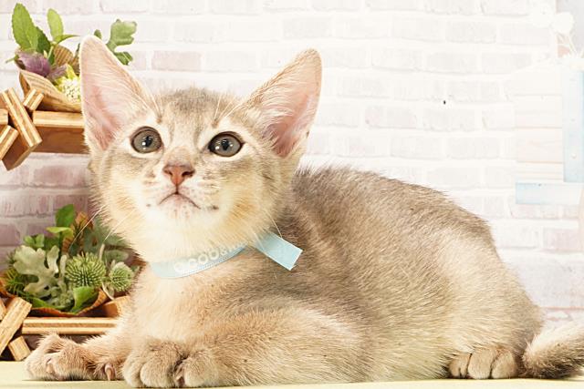 愛知県のアビシニアン (Coo&RIKU名古屋みなと店/2026年2月21日生まれ/男の子/ブルー)の子猫の3枚目の画像