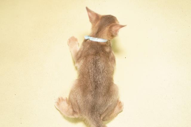 愛知県のアビシニアン (Coo&RIKU名古屋みなと店/2026年2月21日生まれ/男の子/ブルー)の子猫の4枚目の画像