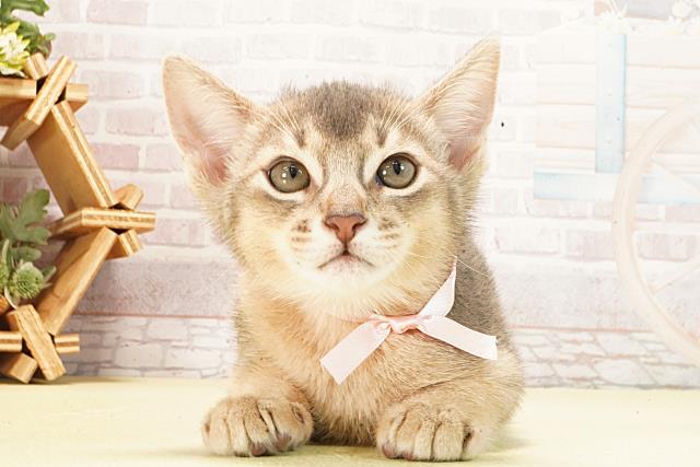 愛知県のアビシニアン (Coo&RIKU半田店/2026年2月21日生まれ/女の子/ブルー)の子猫の1枚目の画像