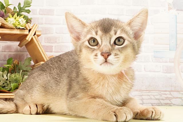 愛知県のアビシニアン (Coo&RIKU半田店/2026年2月21日生まれ/女の子/ブルー)の子猫の2枚目の画像