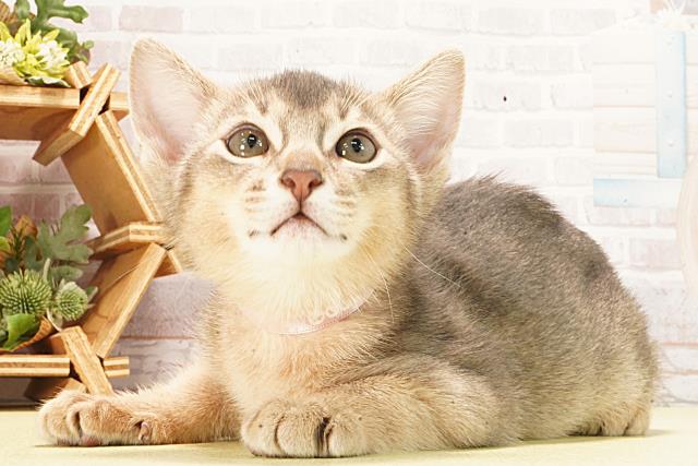 愛知県のアビシニアン (Coo&RIKU半田店/2026年2月21日生まれ/女の子/ブルー)の子猫の3枚目の画像