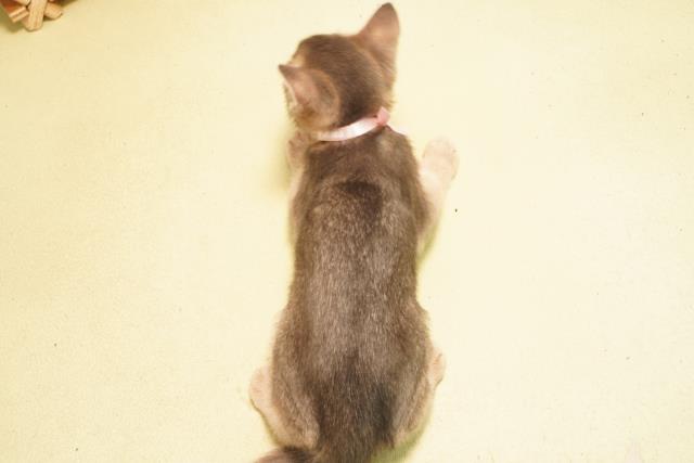 愛知県のアビシニアン (Coo&RIKU半田店/2026年2月21日生まれ/女の子/ブルー)の子猫の4枚目の画像