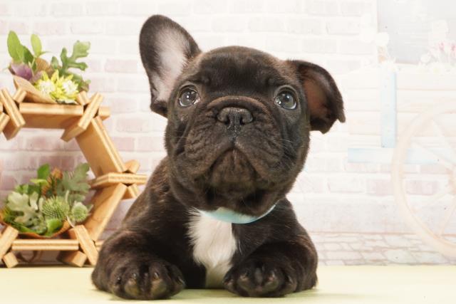 フレンチブルドッグ