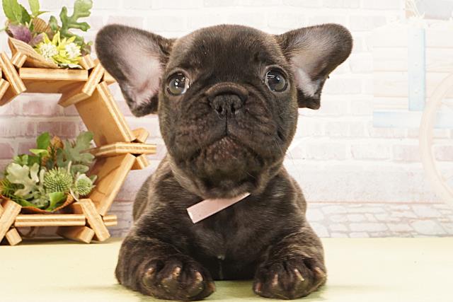 フレンチブルドッグ