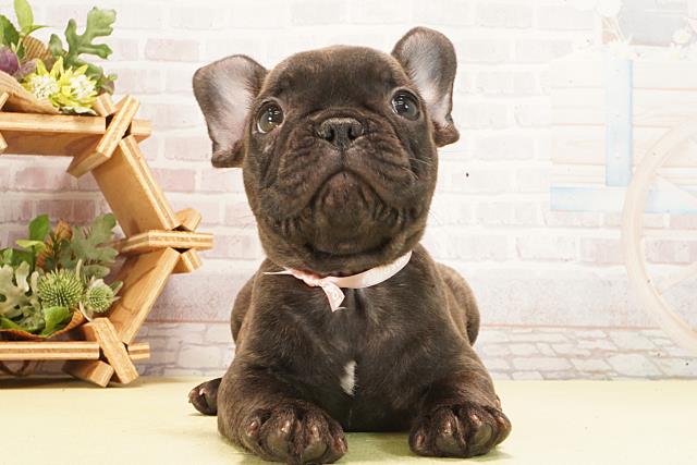 フレンチブルドッグ