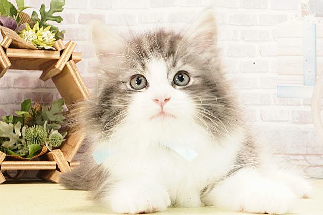 静岡県のノルウェージャンフォレストキャット (Coo&RIKU富士店/2026年2月20日生まれ/男の子/ブルータビーホワイト)の子猫の1枚目の画像