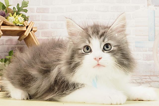 静岡県のノルウェージャンフォレストキャット (Coo&RIKU富士店/2026年2月20日生まれ/男の子/ブルータビーホワイト)の子猫の2枚目の画像