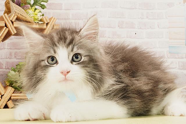 静岡県のノルウェージャンフォレストキャット (Coo&RIKU富士店/2026年2月20日生まれ/男の子/ブルータビーホワイト)の子猫の3枚目の画像