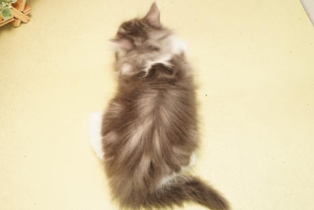 静岡県のノルウェージャンフォレストキャット (Coo&RIKU富士店/2026年2月20日生まれ/男の子/ブルータビーホワイト)の子猫の4枚目の画像