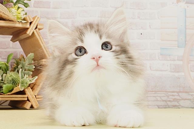 愛知県のノルウェージャンフォレストキャット (Coo&RIKU瀬港線守山店/2026年2月20日生まれ/男の子/ブルータビーホワイト)の子猫