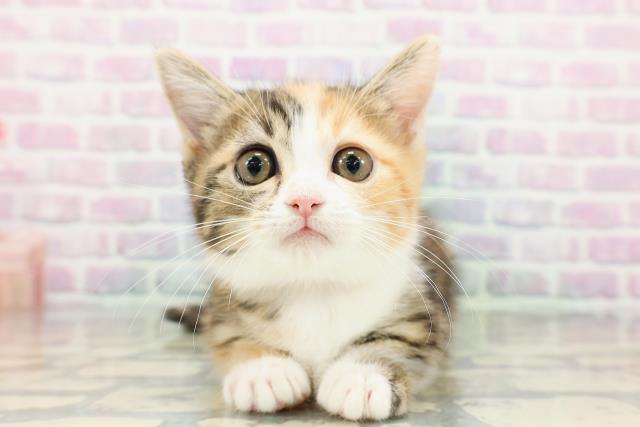 山梨県のミヌエット (Coo&RIKU甲府昭和通り店/2026年2月13日生まれ/女の子/キャリコ)の子猫