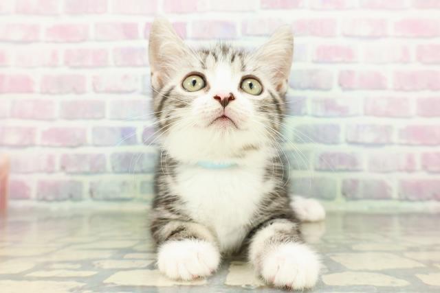 埼玉県のスコティッシュフォールド (Coo&RIKU岩槻店/2026年2月20日生まれ/男の子/シルバータビーホワイト)の子猫の1枚目の画像