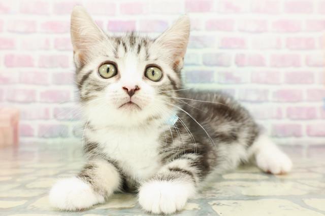 埼玉県のスコティッシュフォールド (Coo&RIKU岩槻店/2026年2月20日生まれ/男の子/シルバータビーホワイト)の子猫の2枚目の画像