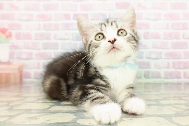 埼玉県のスコティッシュフォールド (Coo&RIKU岩槻店/2026年2月20日生まれ/男の子/シルバータビーホワイト)の子猫の3枚目の画像