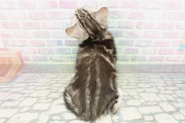 埼玉県のスコティッシュフォールド (Coo&RIKU岩槻店/2026年2月20日生まれ/男の子/シルバータビーホワイト)の子猫の4枚目の画像