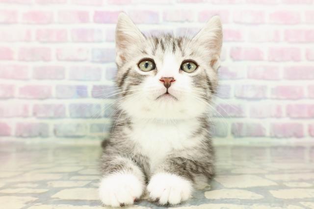 スコティッシュフォールド（立ち耳）