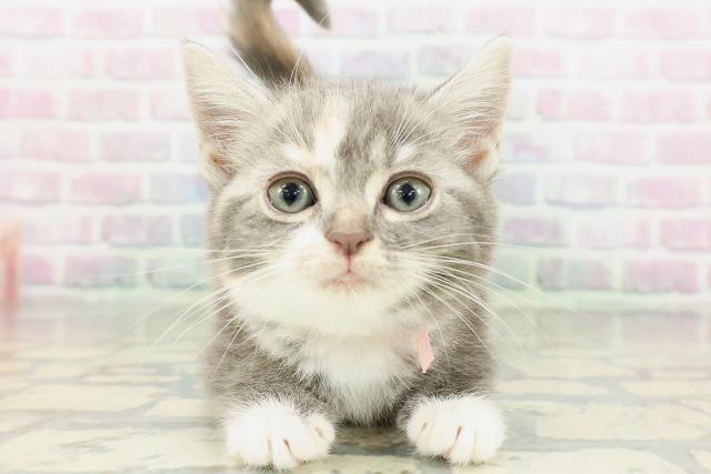 北海道のスコティッシュフォールド (Coo&RIKU北見店/2026年2月20日生まれ/女の子/ブルーパッチドタビーホワイト)の子猫