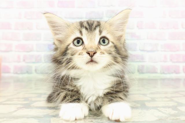 東京都のメインクーン (Coo&RIKU江戸川店/2026年2月19日生まれ/男の子/ブラウンタビーホワイト)の子猫の1枚目の画像