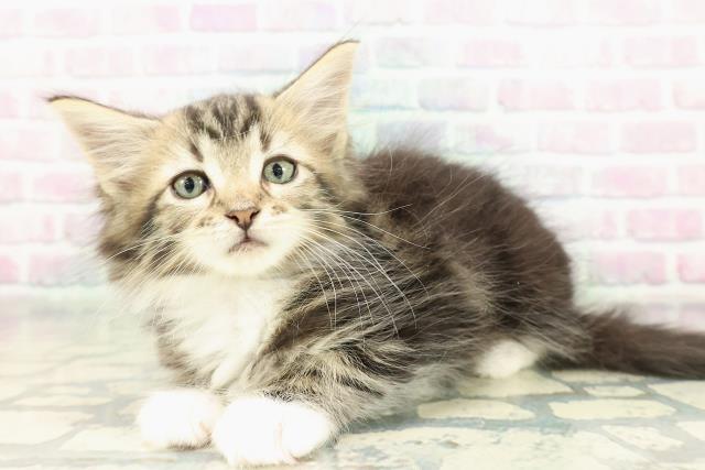 東京都のメインクーン (Coo&RIKU江戸川店/2026年2月19日生まれ/男の子/ブラウンタビーホワイト)の子猫の2枚目の画像