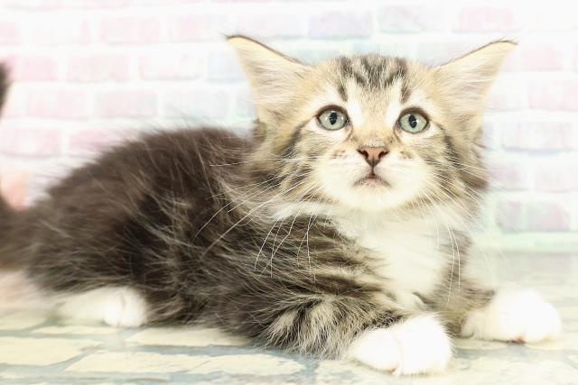 東京都のメインクーン (Coo&RIKU江戸川店/2026年2月19日生まれ/男の子/ブラウンタビーホワイト)の子猫の3枚目の画像