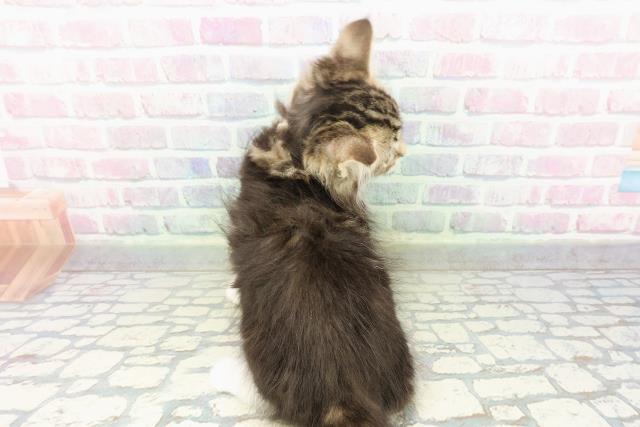 東京都のメインクーン (Coo&RIKU江戸川店/2026年2月19日生まれ/男の子/ブラウンタビーホワイト)の子猫の4枚目の画像