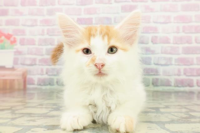 東京都のメインクーン (Coo&RIKU足立本店/2026年2月19日生まれ/男の子/レッドタビーホワイト)の子猫の1枚目の画像