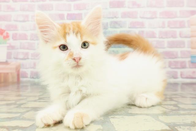 東京都のメインクーン (Coo&RIKU足立本店/2026年2月19日生まれ/男の子/レッドタビーホワイト)の子猫の2枚目の画像