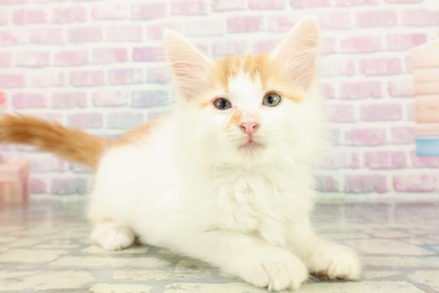 東京都のメインクーン (Coo&RIKU足立本店/2026年2月19日生まれ/男の子/レッドタビーホワイト)の子猫の3枚目の画像