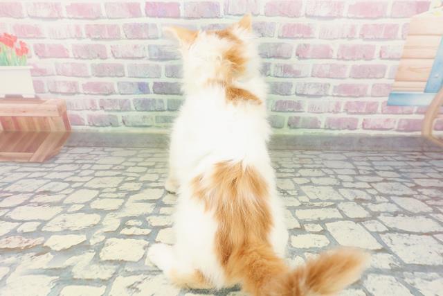 東京都のメインクーン (Coo&RIKU足立本店/2026年2月19日生まれ/男の子/レッドタビーホワイト)の子猫の4枚目の画像