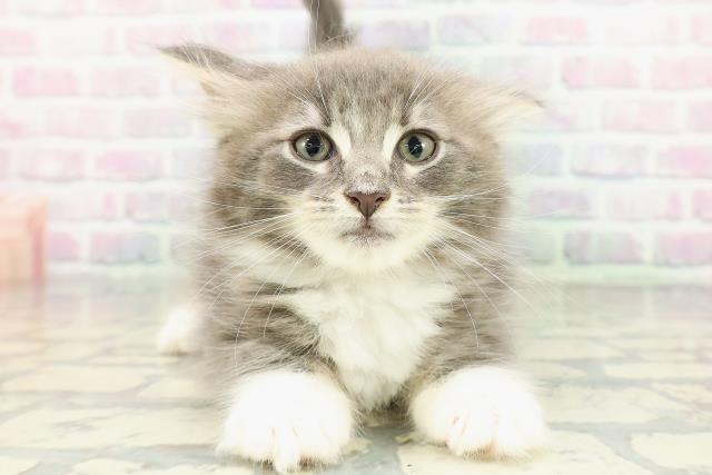 東京都のメインクーン (Coo&RIKU新宿三丁目店/2026年2月19日生まれ/男の子/ブルータビーホワイト)の子猫の1枚目の画像