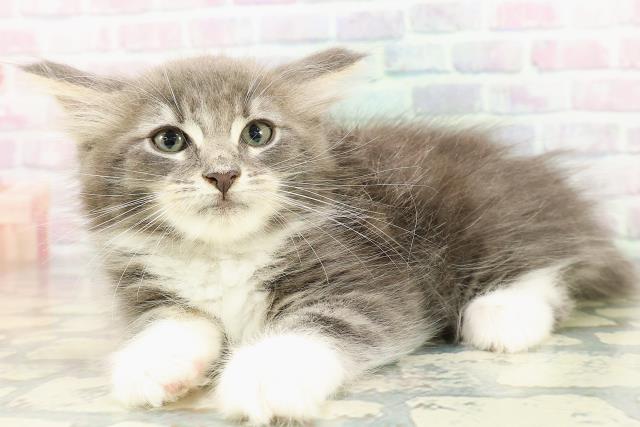 東京都のメインクーン (Coo&RIKU新宿三丁目店/2026年2月19日生まれ/男の子/ブルータビーホワイト)の子猫の2枚目の画像