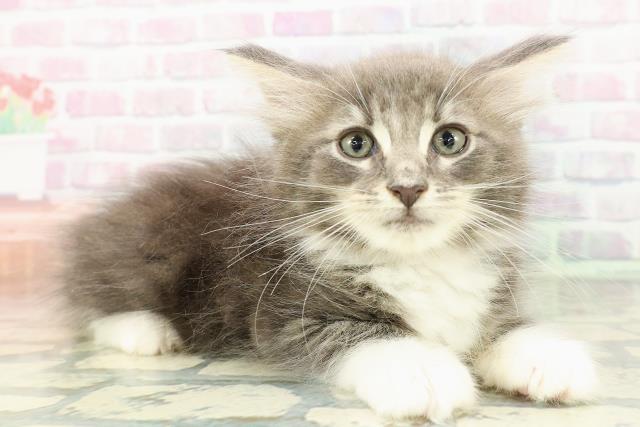 東京都のメインクーン (Coo&RIKU新宿三丁目店/2026年2月19日生まれ/男の子/ブルータビーホワイト)の子猫の3枚目の画像