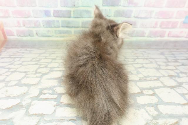 東京都のメインクーン (Coo&RIKU新宿三丁目店/2026年2月19日生まれ/男の子/ブルータビーホワイト)の子猫の4枚目の画像