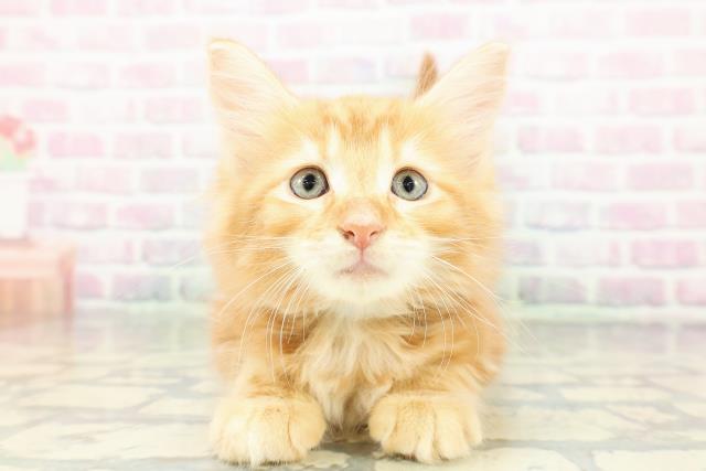 東京都のメインクーン (Coo&RIKU赤坂店/2026年2月19日生まれ/男の子/レッドタビー)の子猫の1枚目の画像