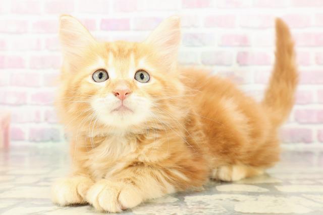 東京都のメインクーン (Coo&RIKU赤坂店/2026年2月19日生まれ/男の子/レッドタビー)の子猫の2枚目の画像