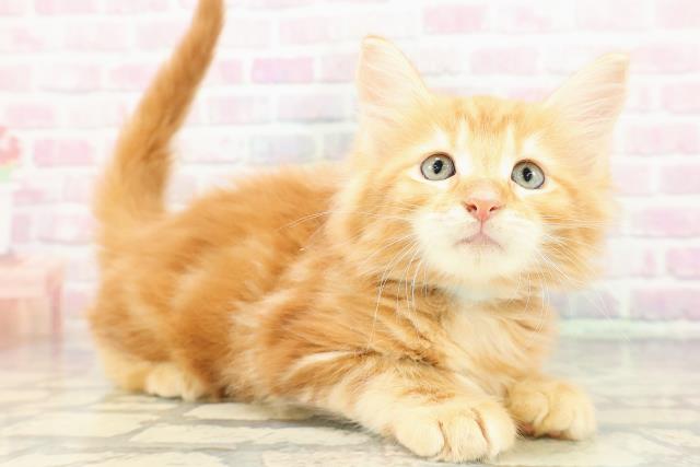 東京都のメインクーン (Coo&RIKU赤坂店/2026年2月19日生まれ/男の子/レッドタビー)の子猫の3枚目の画像