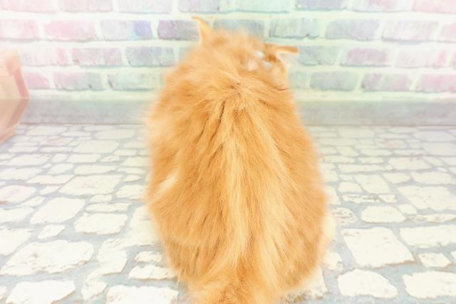 東京都のメインクーン (Coo&RIKU赤坂店/2026年2月19日生まれ/男の子/レッドタビー)の子猫の4枚目の画像