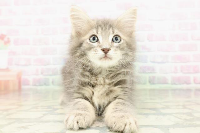 東京都のメインクーン (Coo&RIKU大久保店/2026年2月19日生まれ/男の子/ブルータビー)の子猫の1枚目の画像