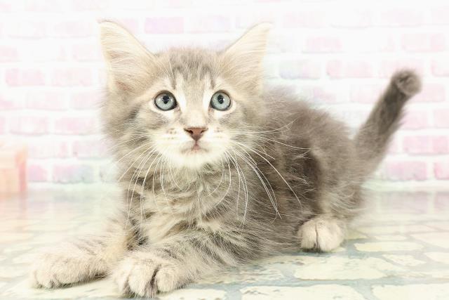 東京都のメインクーン (Coo&RIKU大久保店/2026年2月19日生まれ/男の子/ブルータビー)の子猫の2枚目の画像