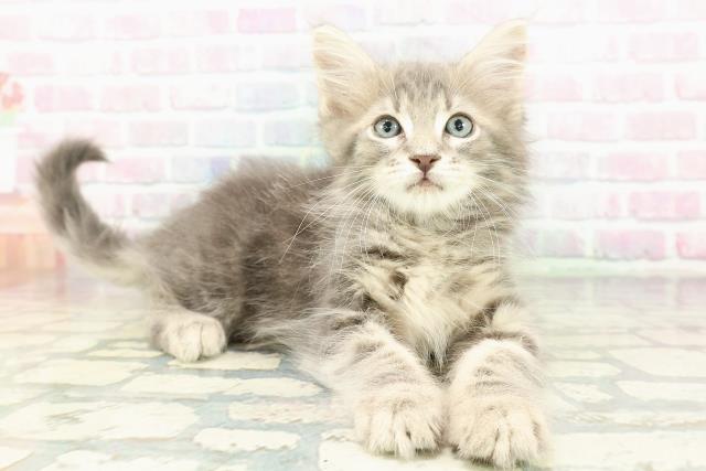 東京都のメインクーン (Coo&RIKU大久保店/2026年2月19日生まれ/男の子/ブルータビー)の子猫の3枚目の画像