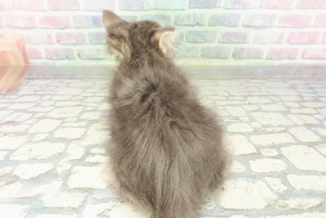 東京都のメインクーン (Coo&RIKU大久保店/2026年2月19日生まれ/男の子/ブルータビー)の子猫の4枚目の画像