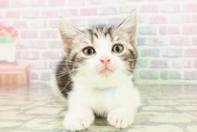 北海道のスコティッシュフォールド (Coo&RIKU苫小牧店/2026年2月20日生まれ/男の子/シルバータビーホワイト)の子猫