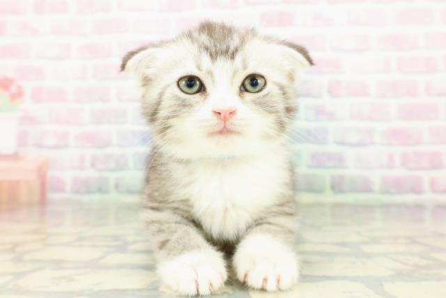 沖縄県のスコティッシュフォールド (Coo&RIKUイオン北谷店/2026年2月17日生まれ/男の子/シルバータビーホワイト)の子猫の1枚目の画像